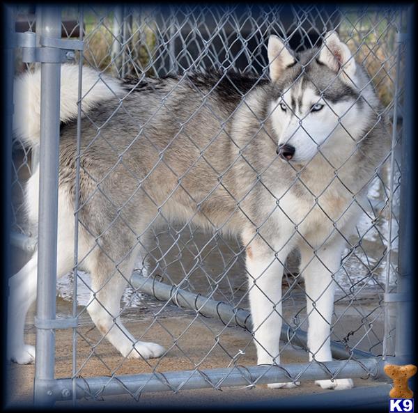 Siberian Husky Puppies